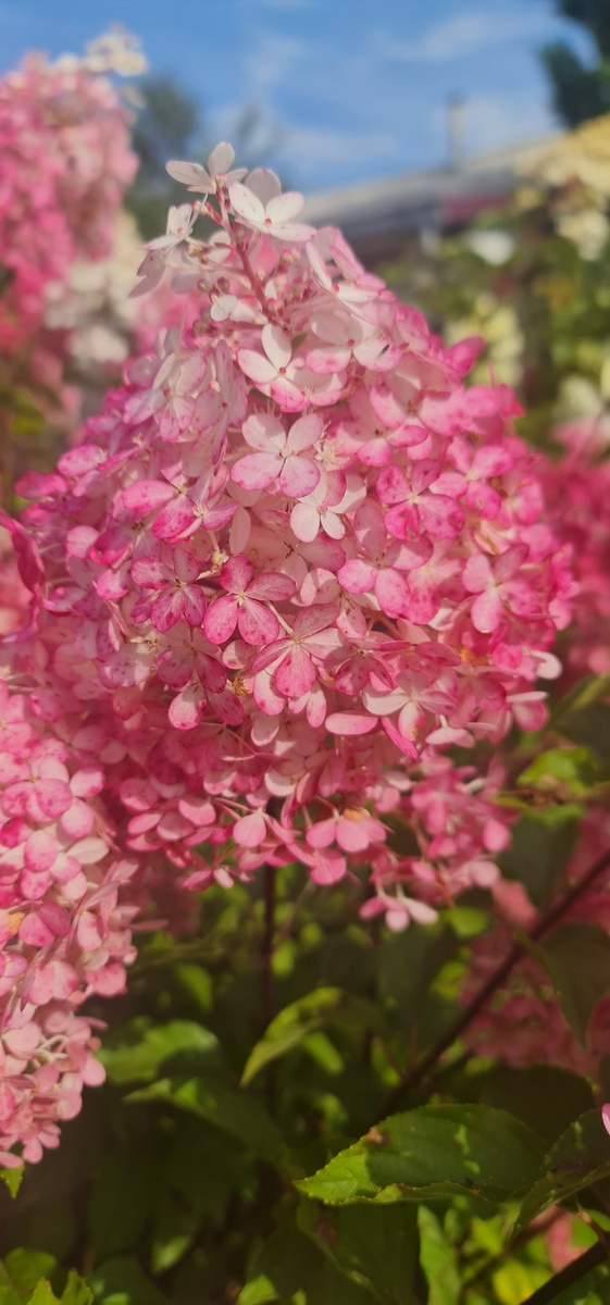 Гортензия мамы наших друзей. Сорт никто не помнит и не заморачивается 