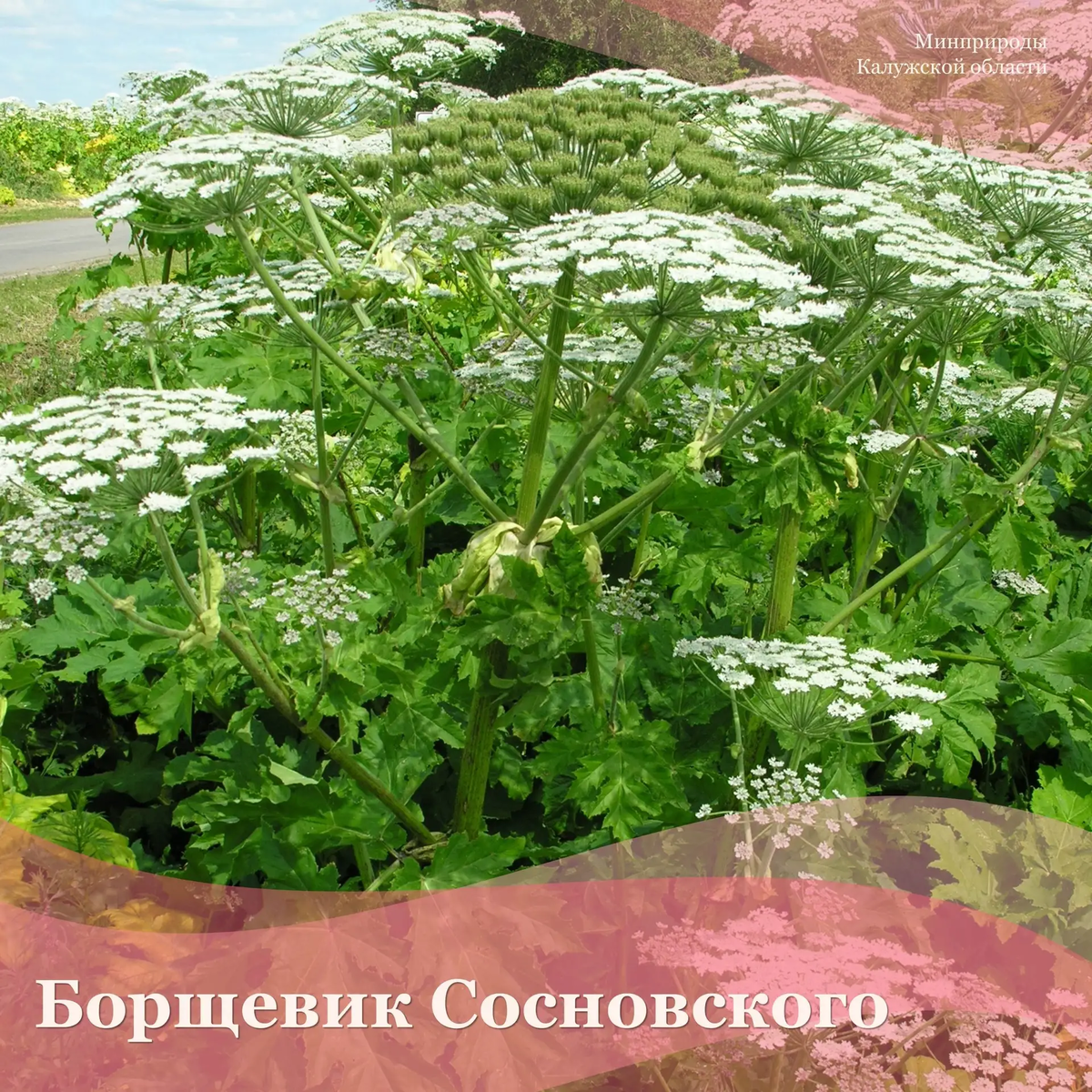 Борщевик Сосновского