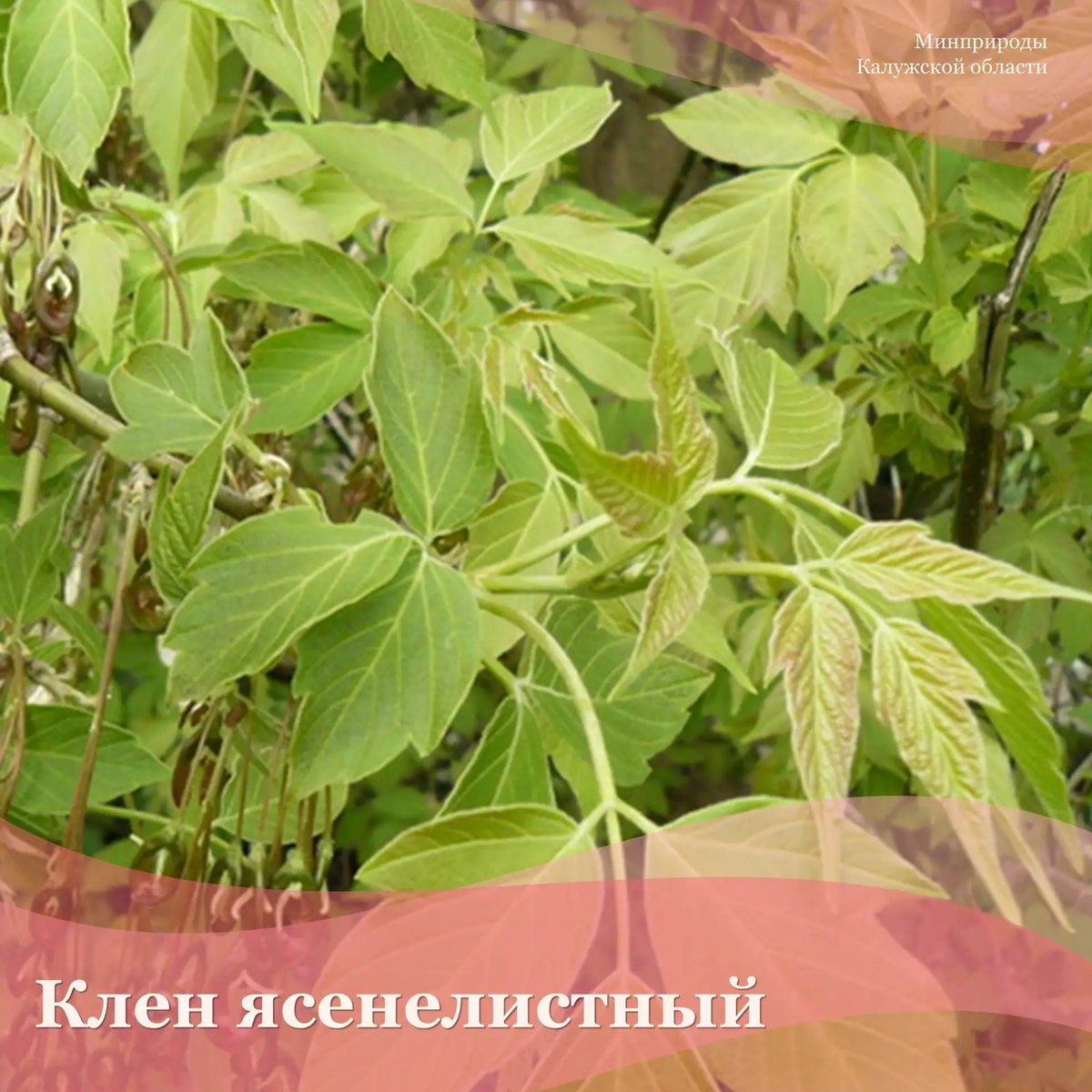 Клен ясенелистный или американский