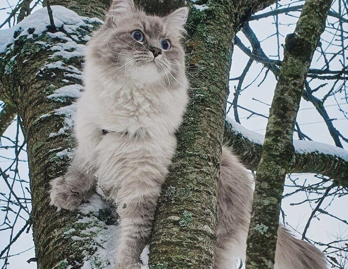 Рак языка 4ой степени и Я. Часть 332. В ожидании очередного курса. Рутина.