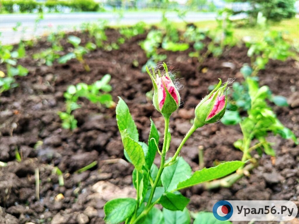    В Оренбурге потратят почти 2 млн рублей на посадку кустарников и роз
