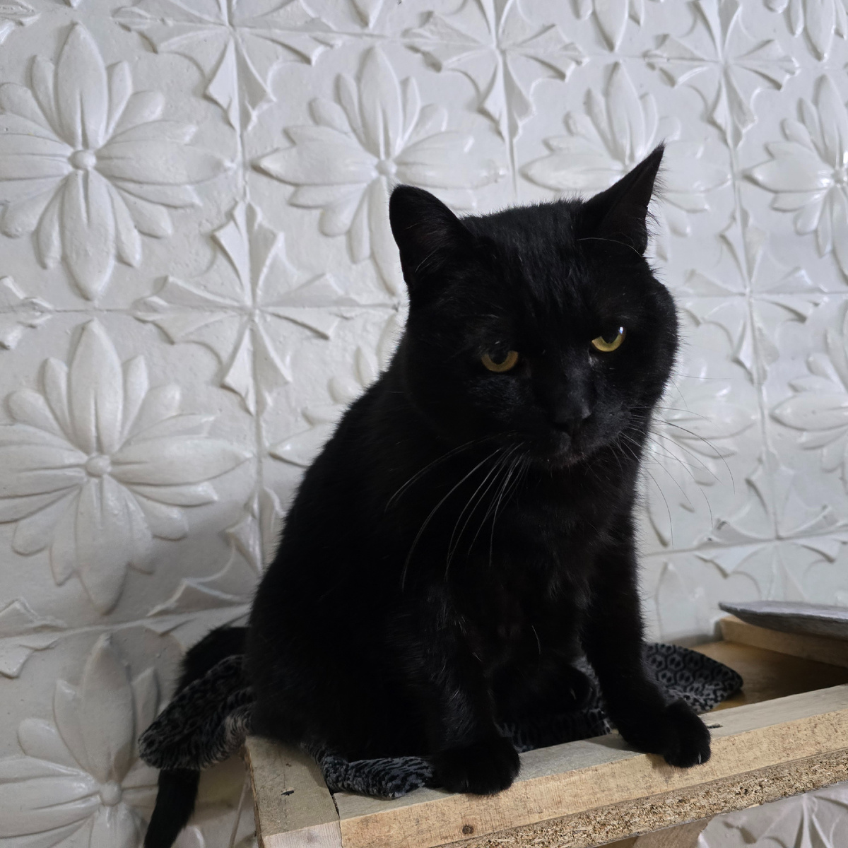 мудрый взгляд жёлтых глаз