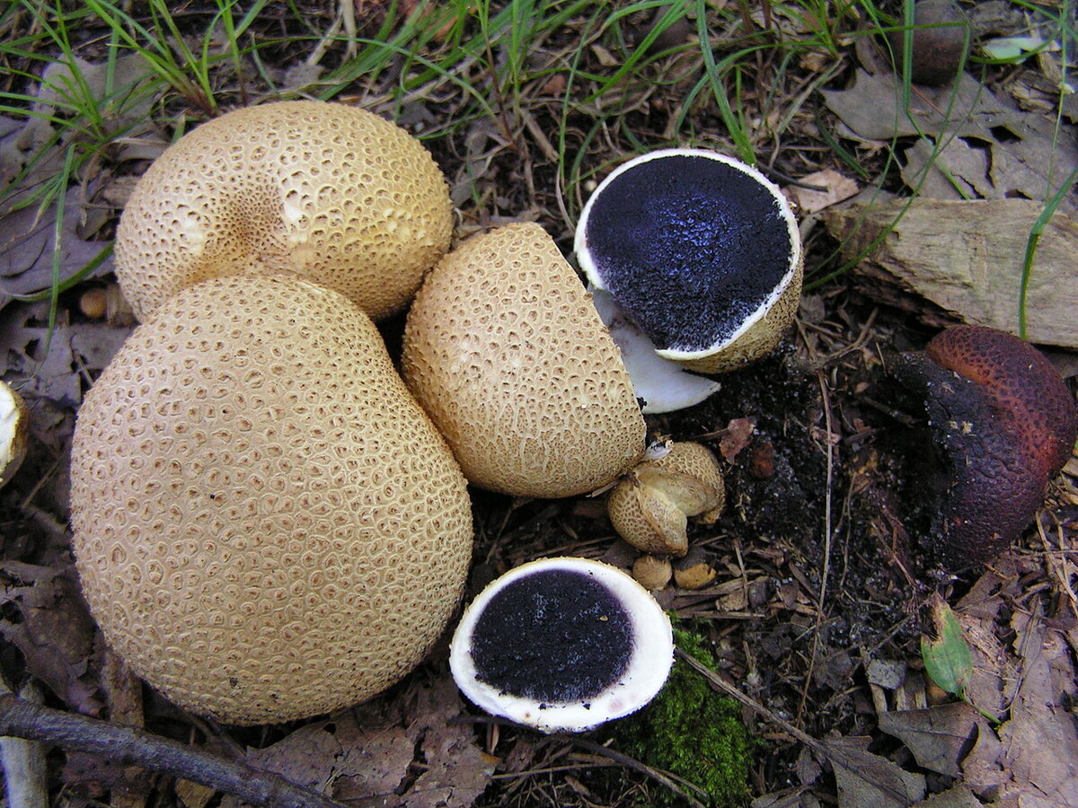 Фотография из интернета