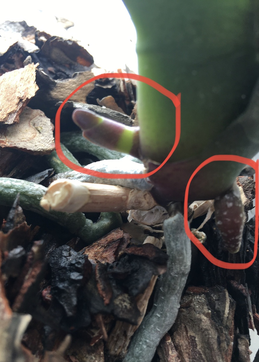 Рост не замрёт? 50 на 50