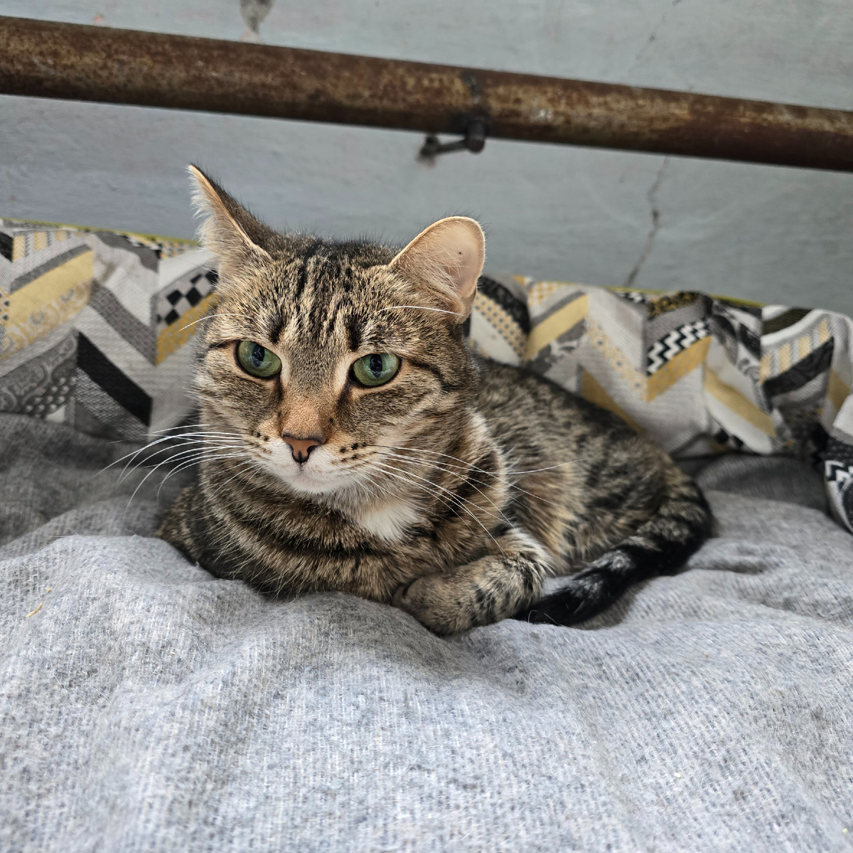 зелёные глаза полные ожидания