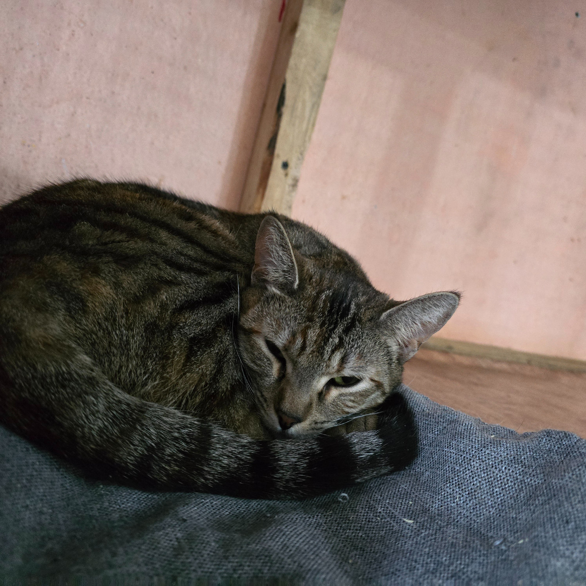 спящая печаль укрытая серостью