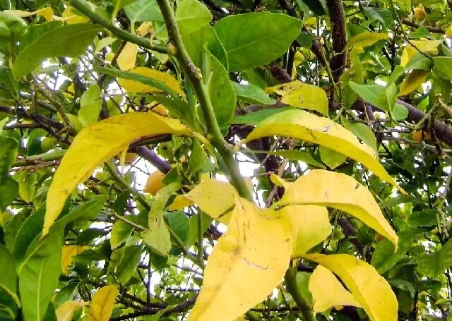 Пожелтение листьев на груше в разгар лета не бывает без причины