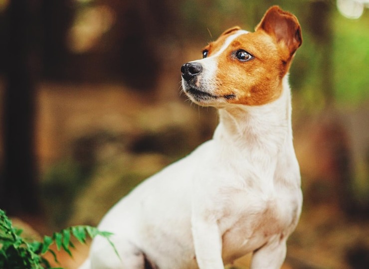 Джек Рассел терьер интересные факты