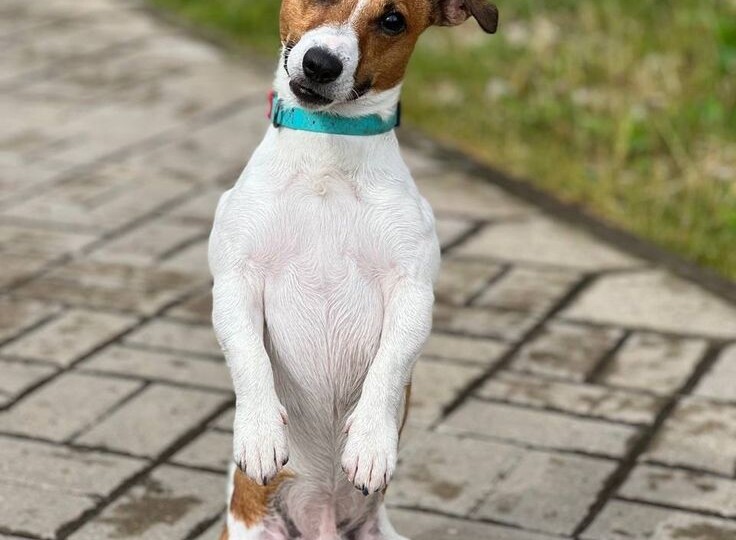 Кому подходит собака породы джек-рассел-терьер