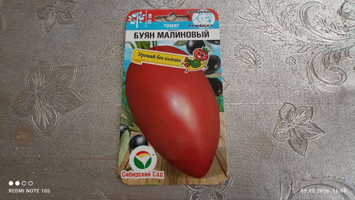 Томат ,, Буян малиновый. ,, Фото автора.