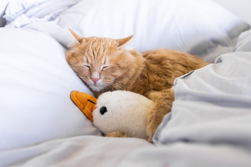    Shutterstock/FOTODOM