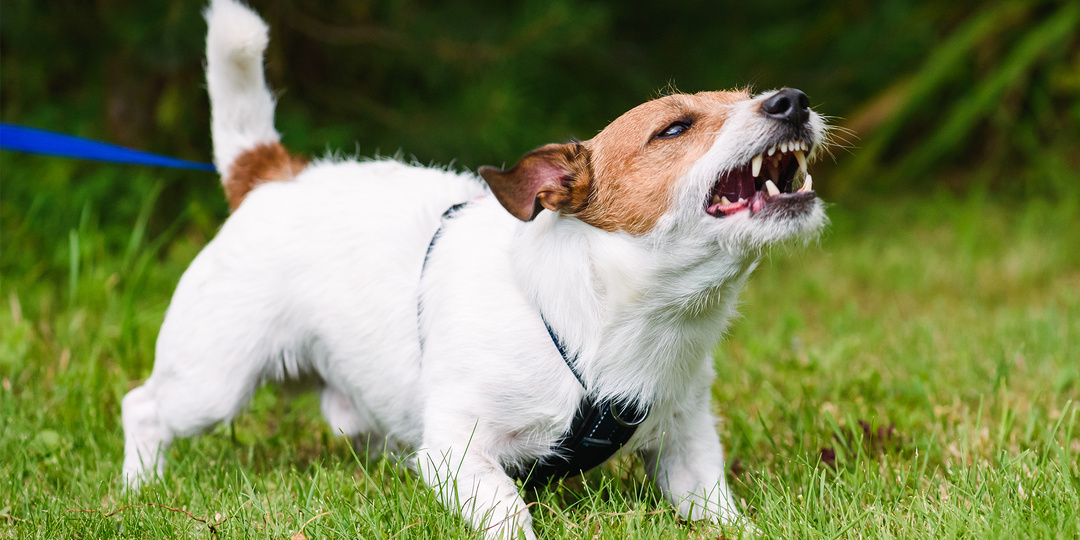 Как социализировать джек-рассел-терьера: пошаговое руководство