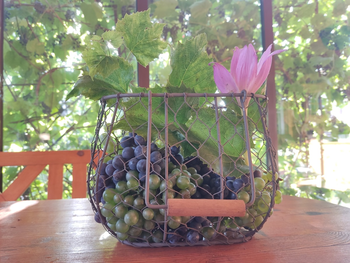 Технические сорта: Каберне Кортис и Кинельский-1