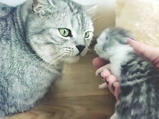 Отец-одиночка. Может ли кот заменить котёнку кошку-маму (без учёта выкармливания молоком)