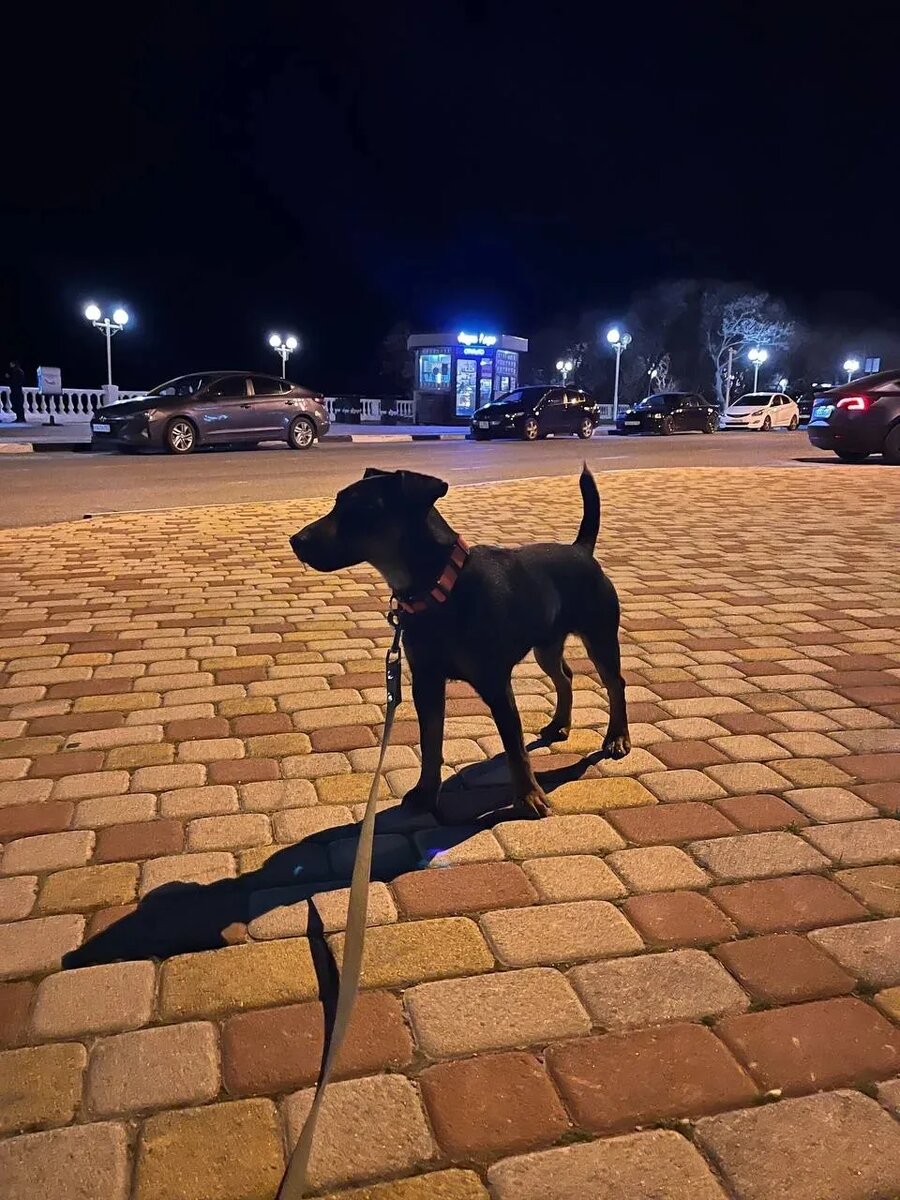 Вечерняя прогулка по набережной с Ягдтерьером