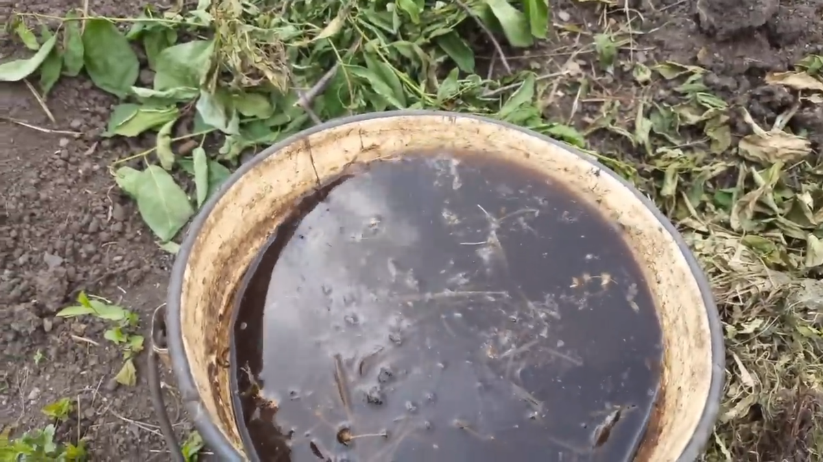 Скрин из видео с канала "Андрей Николаевич Живая почва"