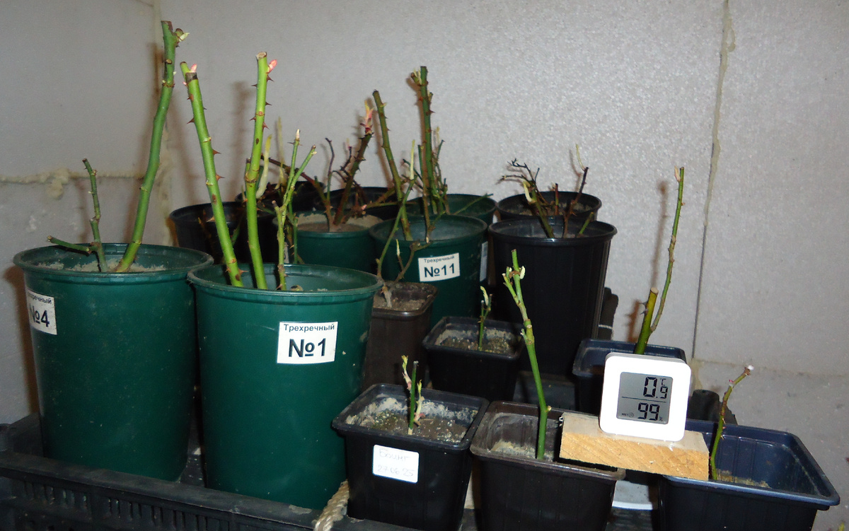 Саженцы роз на передержке в подвале