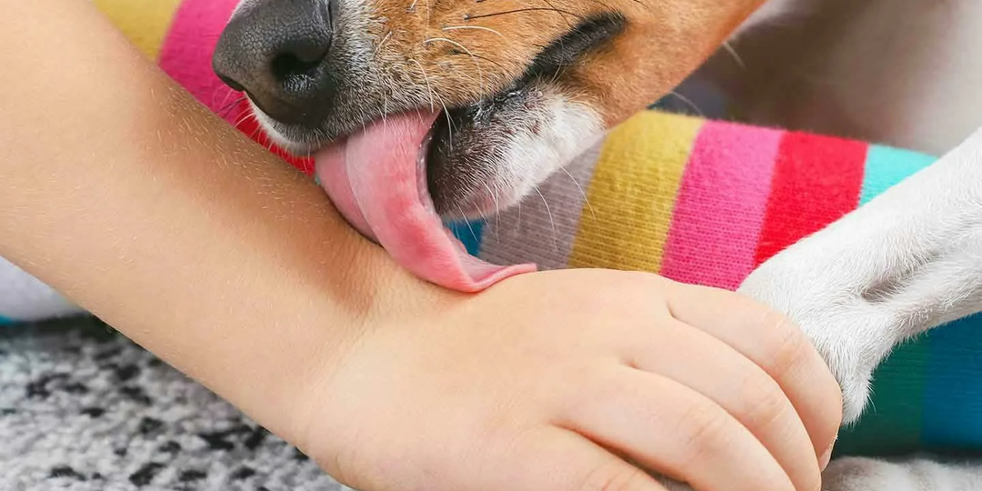 Почему собака обожает лизать ваши руки?