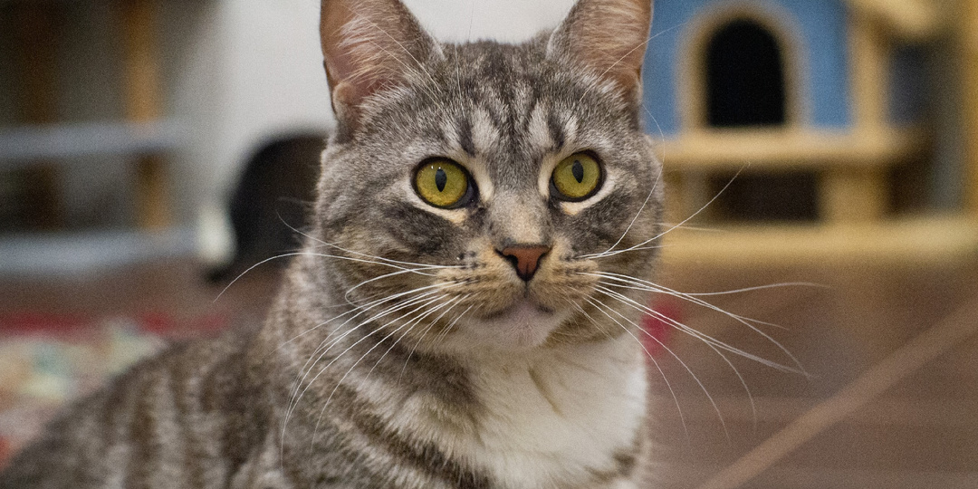 Приходите в приют 🐈🐈‍⬛😍