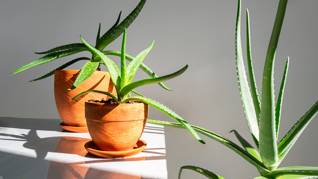    Фото: Shutterstock