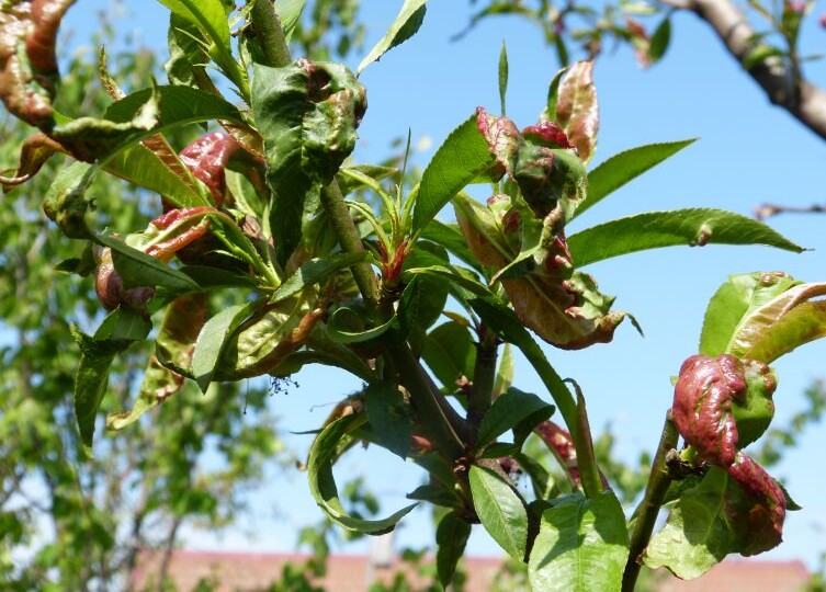 Курчавость персика: пошаговая схема спасения урожая от А до Я