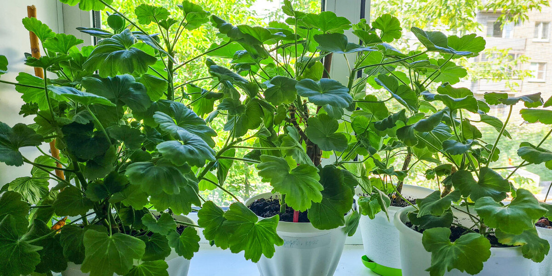 Мартовская хитрость: превращаем герань в пышный куст без потери листьев