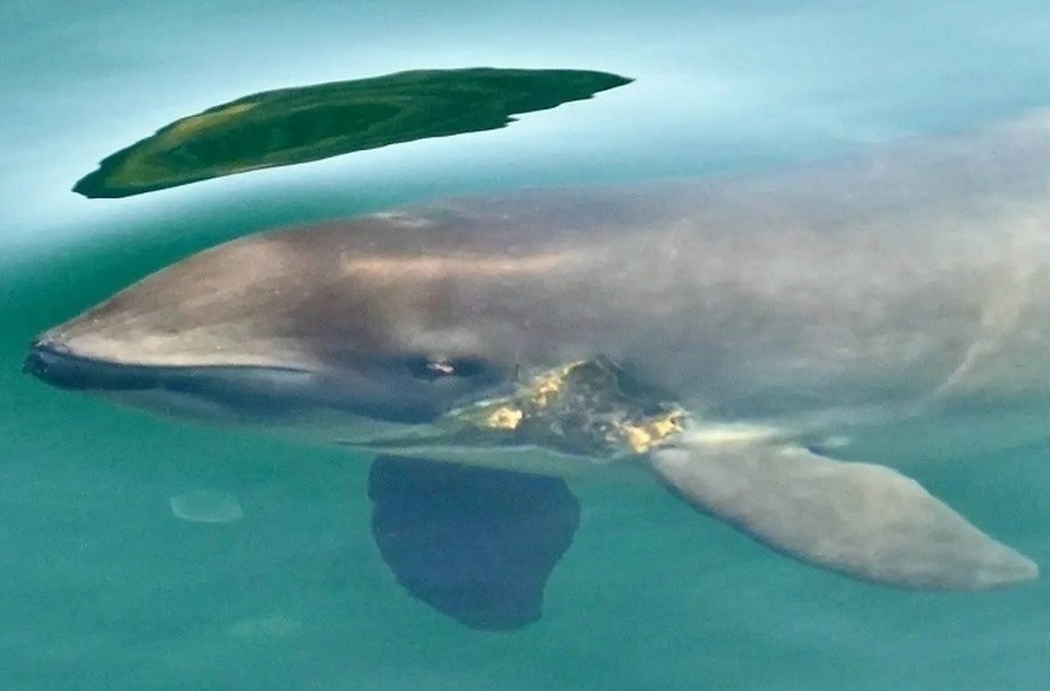    Краснокнижной азовке нужна помощь. Фото: Центр спасения "Дельфа"