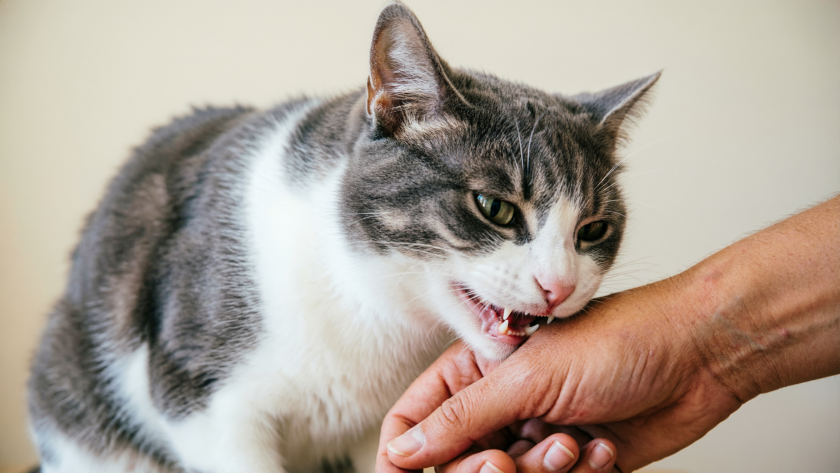    Создано нейросетями