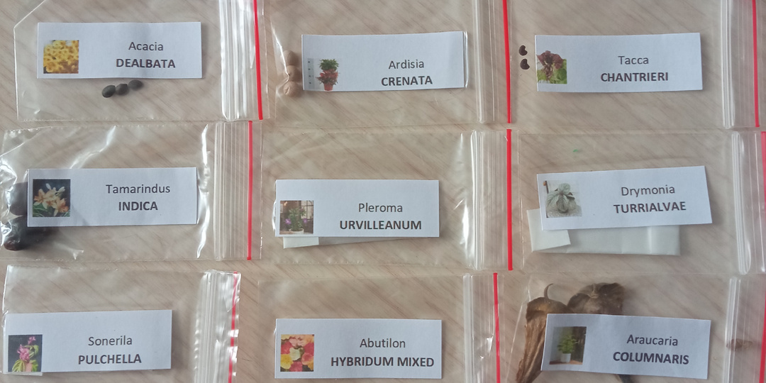 Семена комнатных цветов. Распаковка. Знакомство. Продолжение.