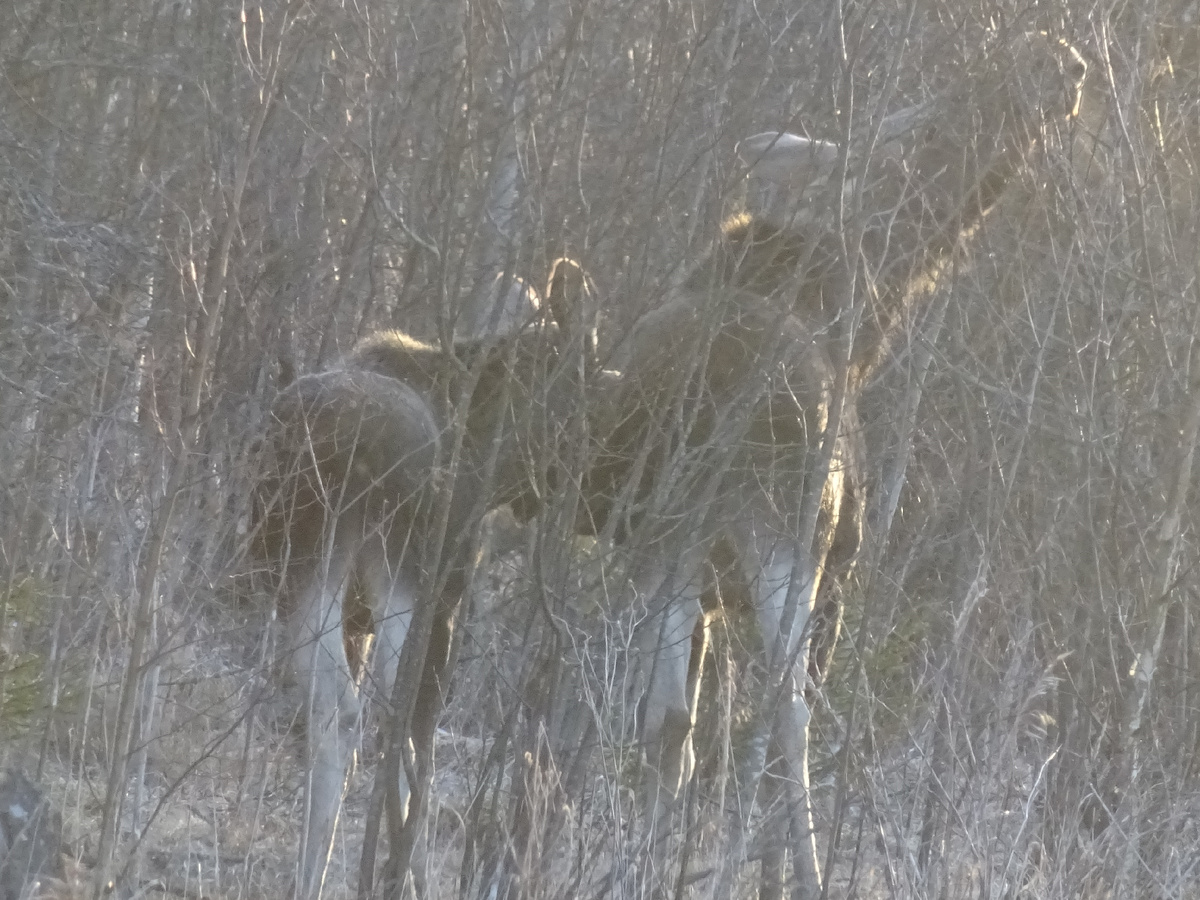 Заросшие молодняками поля - кормовые стации бурого медведя в весенне-летний период, а вот лоси кормятся на них круглый год. Фото автора.
