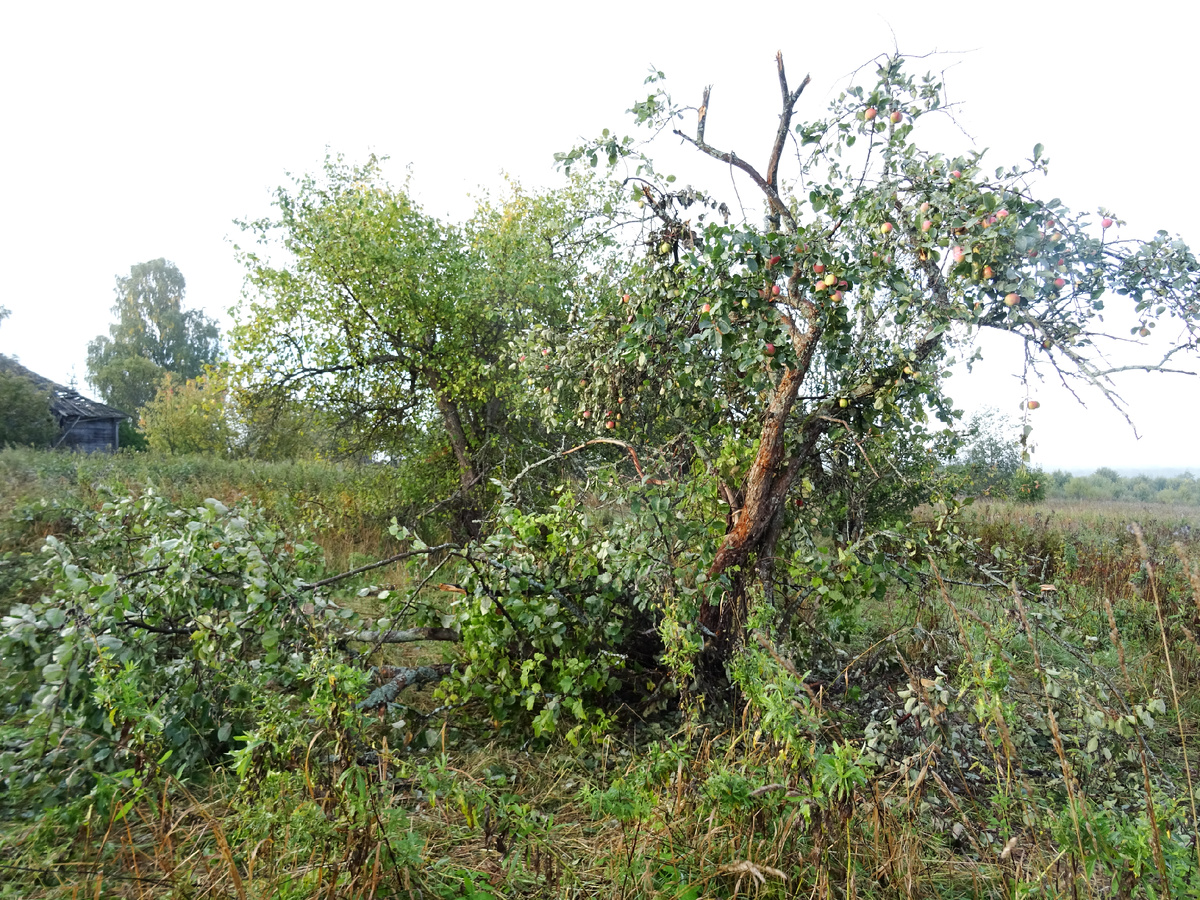 Яблоня в заброшенной деревне обломанная мишками. Фото автора.