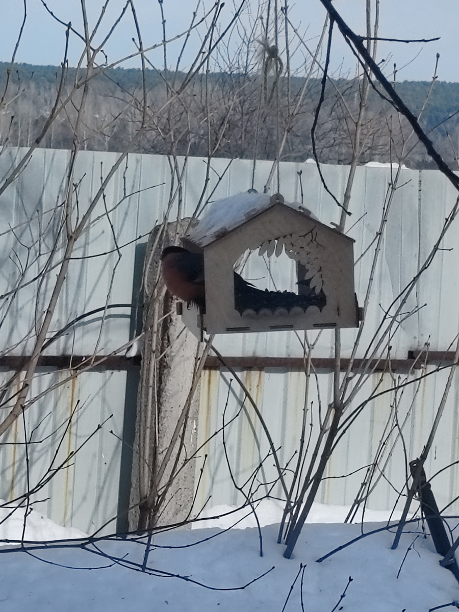 снигерь прилетил в столовую😊