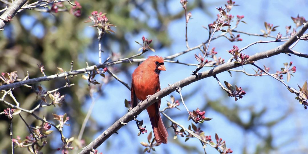 Исследование: наблюдение за птицами замедляет процесс старения человеческого мозга