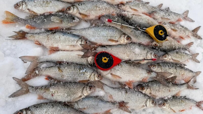     Рыбалка на Алтае. ВК группа «Алтайское Рыболовное Сообщество»