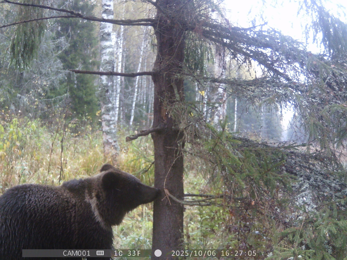 Медвежата-лончаки в большинстве имеют светлый рисунок в области шей. Фото автора.