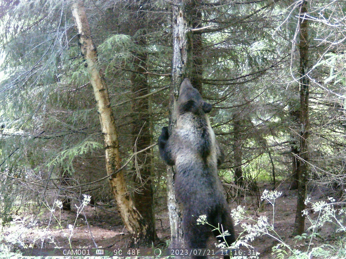 Медвежата-лончаки в большинстве имеют светлый рисунок в области шей. Фото автора.