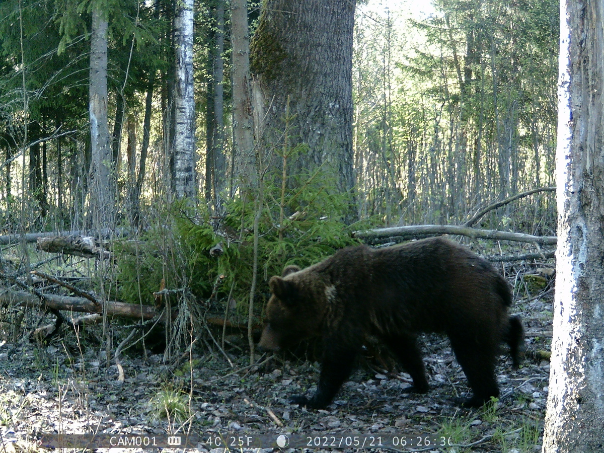 Медвежата-лончаки в большинстве имеют светлый рисунок в области шей. Фото автора.