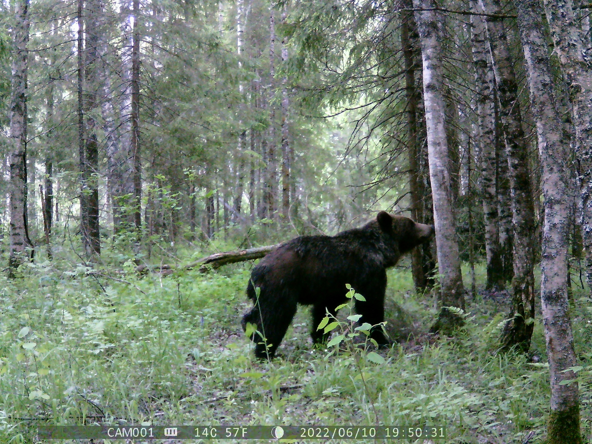 Либо когда самка появляется во время гона с самцом. Фото автора.