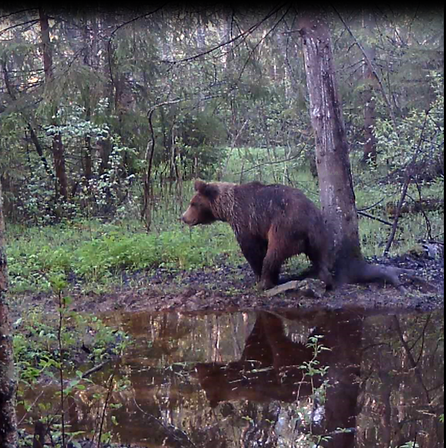 Либо когда самка появляется во время гона с самцом. Фото автора.