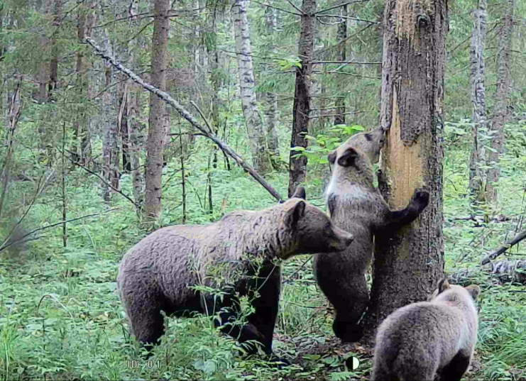 Проще идентифицировать самок при наличии медвежат. Фото автора.
