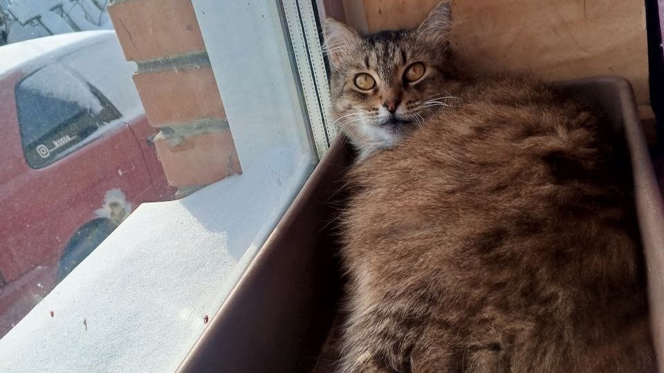 Привет из дома от Пухана 😻