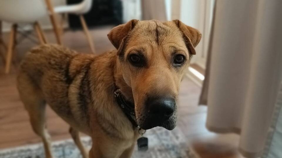 «Вытолкнули и уехали»: в Ростове-на-Дону пса выбросили из машины на трассе, но он обрёл новый дом