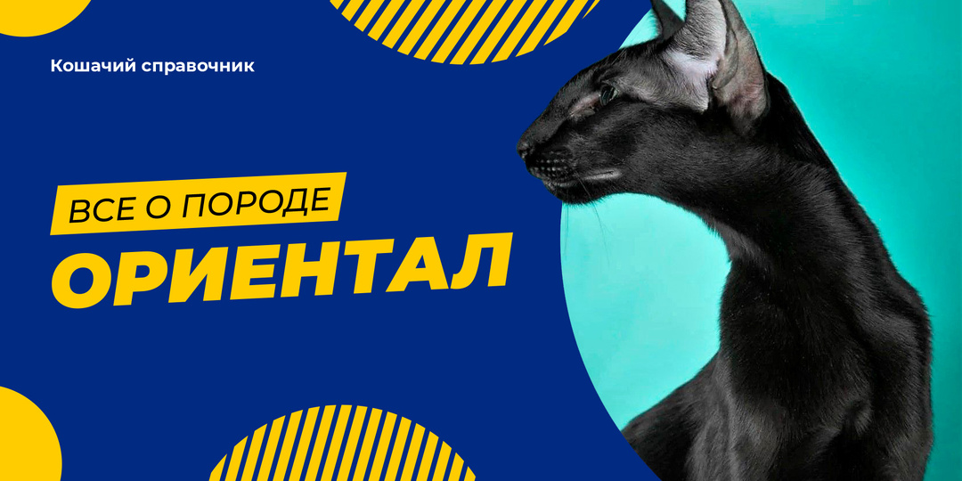Ориентальная кошка: характер, уход и цены