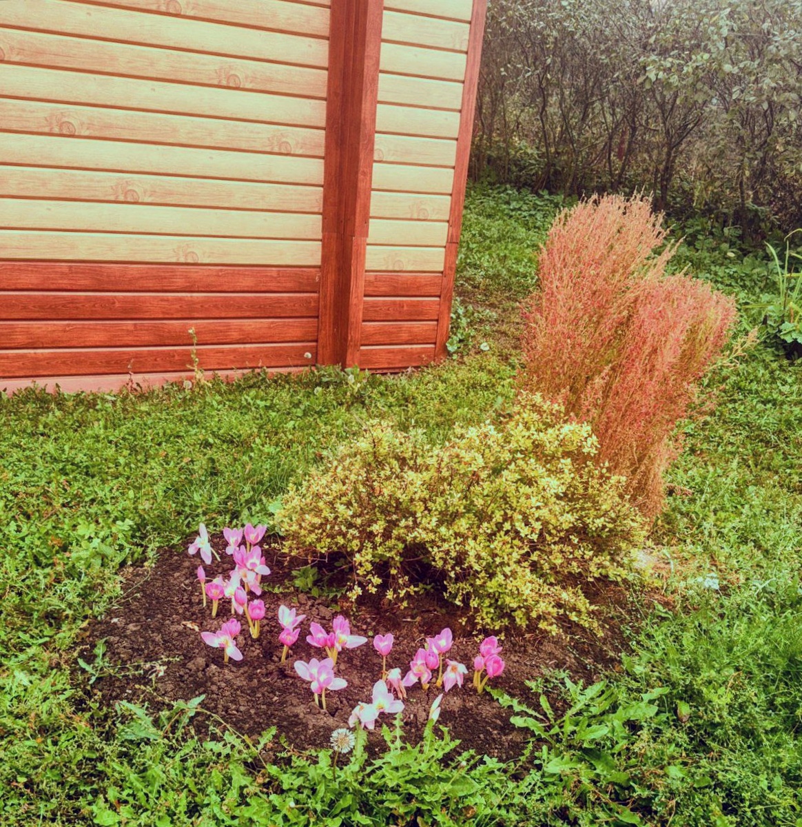 Начало октября 2025, косить уже бросили. Пытаюсь создать новую композицию: безвременник, спирея, кохия. Фото автора