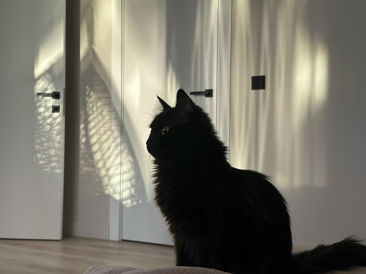 Когда нечем проиллюстрировать статью, на помощь приходит дочь с фотографиями Черники.