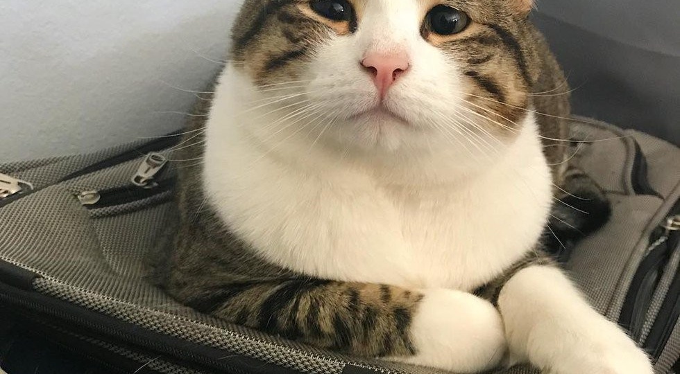 10 минут уверенности: разбираем симптомы и решаем, ехать ли к ветеринару