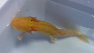    Вместе с верным другом