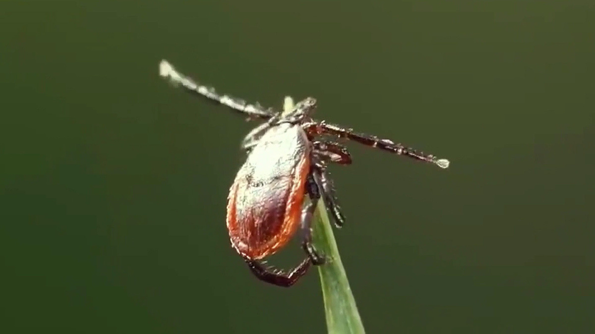    Первый канал