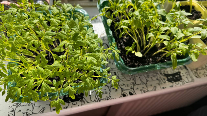    Первый городской канал Калининград