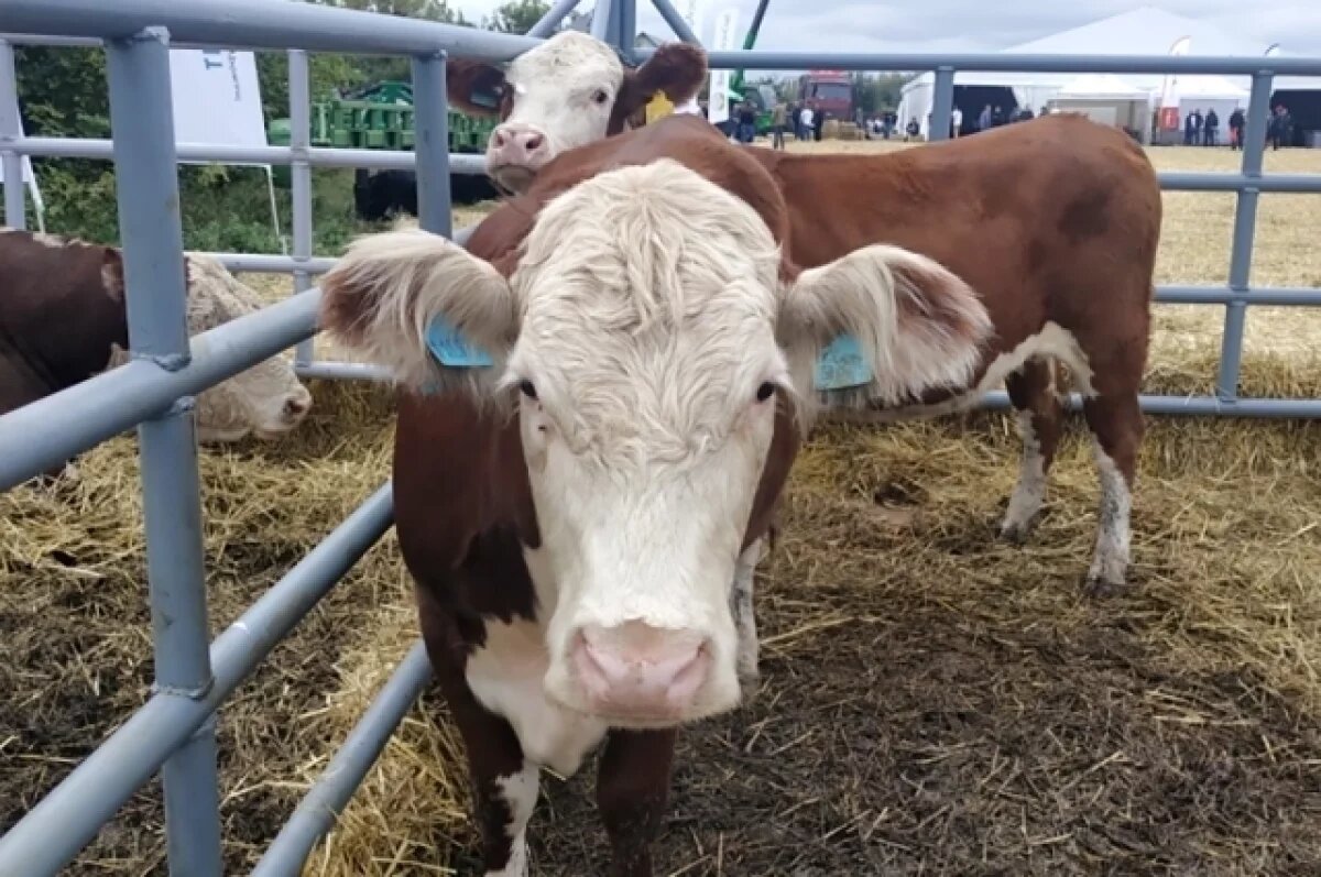     А ветеринары тем временем предупреждают: болезнь опасна и для человека.